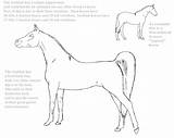 Horse Coloring Arabian Pages Adult Head Drawing Getcolorings Print Results Getdrawings sketch template