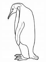 Emperor Penguins Pinguin Cakepins sketch template