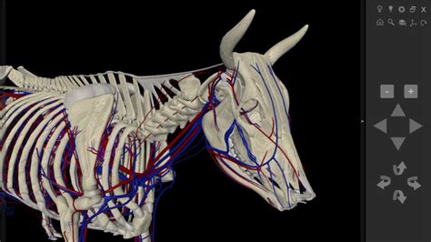 3d Bovine Anatomy Biosphera
