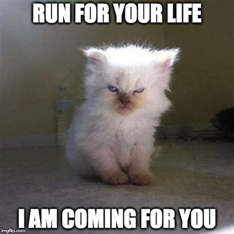 run   life   coming   angry kitten square imgflip