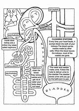 Physiology Ausmalbilder Immune Momjunction Binder Nursing Excretor Science Anatomie Covers Mc2 Students Ensenanza sketch template