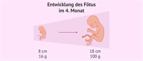 entwicklung des foetus im  monat