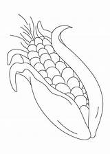 Corn Coloring Sweet Pages Stalk Drawing Colouring Color Printable Sheet Clipart Very Print Indian Kids Stalks Template Library Drawings Popular sketch template