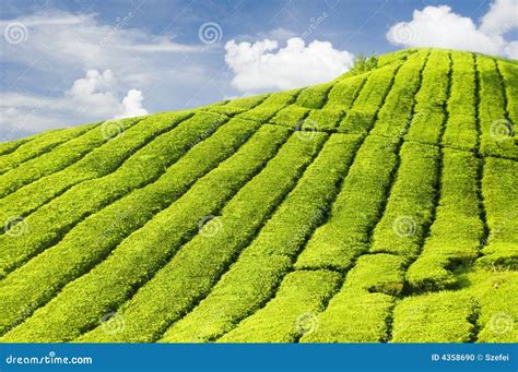 tea plantation stock photo image  harvest heaven green