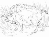 Coloring Boar Wild Pages Hog Big Color Printable Boars Categories sketch template