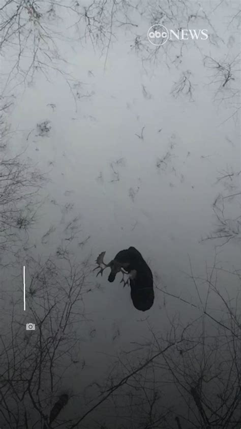 karlie  genesis  twitter rt atabc rare sighting drone footage captured  moment  moose