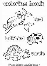 Anglais Turtle Tortue Coccinelle Ladybird Oiseau Apprendre sketch template