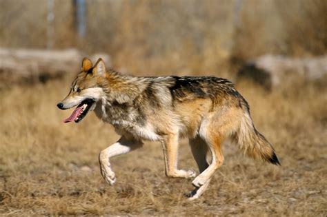 File Mexican Wolf 2 Yfb Edit 1  Wikipedia