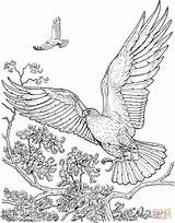 Hawk Hawks Disegno Ausmalbild Falken Aquile Aquila Animali Falke Zum Fliegende Tailed Adler Rapace Malvorlage Volano Colouring Ausmalen Aigle Greifvogel sketch template