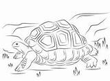 Tortoise Coloring Sulcata sketch template