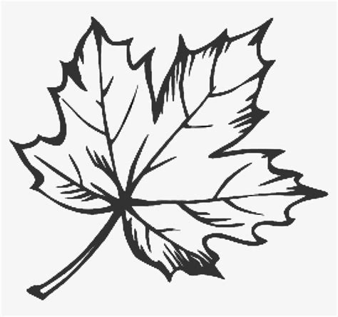 maple leaf outline png   cliparts  images  clipground