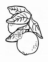 Coloring Pages Kids Wuppsy Lemons Fruit Fruits Printables Leaves sketch template