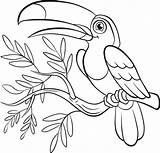 Toucan Getdrawings Prey sketch template