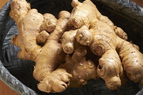 learn    ginger fresh  months growing ginger storing