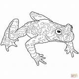Toad Coloring Belly Fire Pages Printable Drawing Supercoloring Dot sketch template