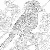Coloring Kookaburra Australian Pages Adults Bird Zoom Click sketch template