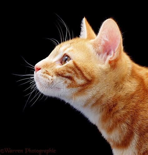 ginger cat profile photo wp