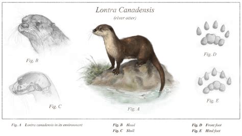 species spotlight river otter columbia land trust