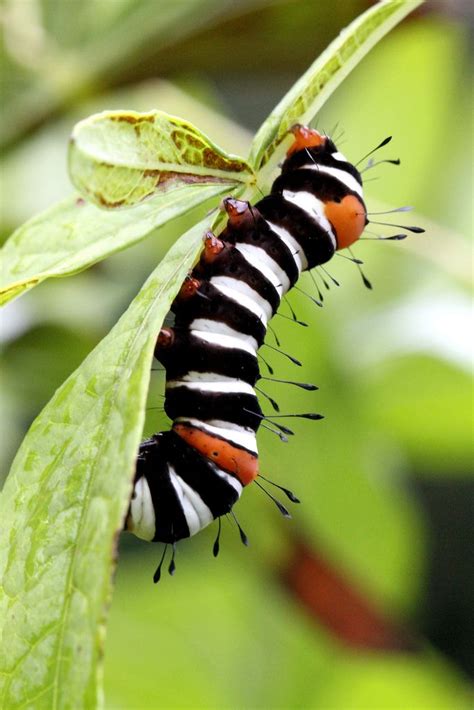 65 best caterpillars images on pinterest butterflies caterpillar and bugs