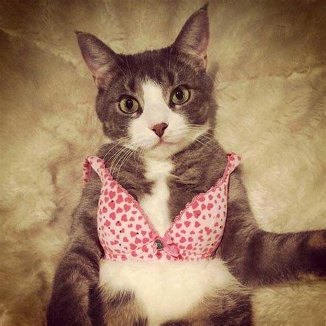 cats wearing lingerie gallery
