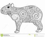 Coloring Herbivorous Designlooter Capybara Adults Vector 1300 35kb sketch template