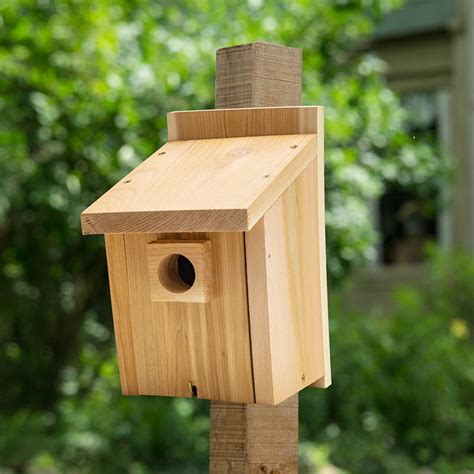 basic bluebird house bird houses  gardens alive