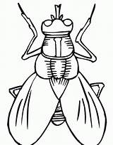 Insect Coloring Pages Drawing Kids Printable Insects Bug Microscope Fly Primarygames Bugs Outline Worksheet Cartoon Color Clipartmag Light Blank Clipart sketch template