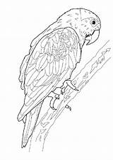 Parrot Coloring Macaw Pages Hard Adult Color Difficult sketch template