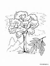 Coloring Ash Tree Pages Recommended Trees sketch template