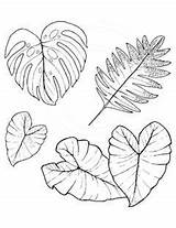 Taro Drawing Leaf Clipart Leaves Kalo Plant Tropical Paintingvalley Getdrawings Clipground sketch template