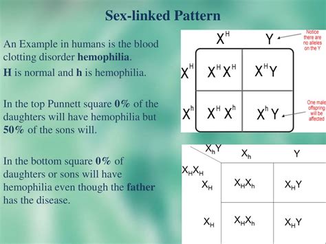 Punnett Squares Sex Linked Inheritance By Good Science Worksheets My