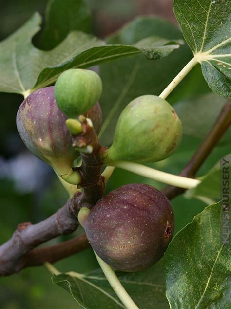 tasty big fig tree mix kens nursery