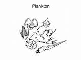 Plankton Drawing Zooplankton Protozoa Getdrawings Benthos Ppt Powerpoint Presentation sketch template