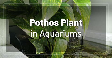 pothos plant  aquariums  benefits growing tips