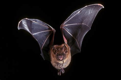 surprising facts  bats britannica