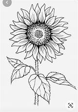 Sunflower Outline Girasol Girasoles Flores Clipart Dxf Sunflowers Colouring Sketches Zeichnen Seeds Embroidered Sonnenblume Bing Sonnenblumen Binged Ausmalbilder sketch template
