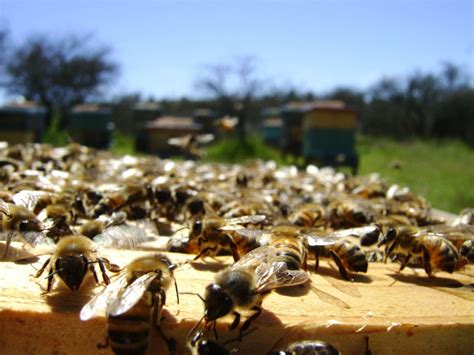 ableger bilden aus nur einer brutwabe deutsches bienen journal