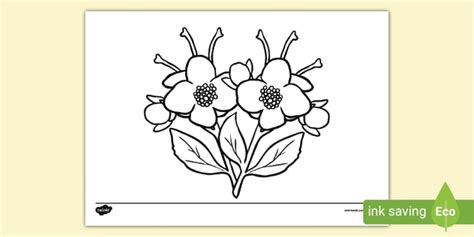 jasmine flower colouring page