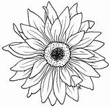 Sunflower Coloring Gerbera Daisy Drawing Flower Pages Flowers Template Color Gerber Sunflowers Embroidery Patterns Printable Tattoo Stencil Adult Colouring Place sketch template