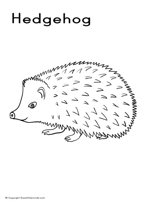 hedgehog coloring picture