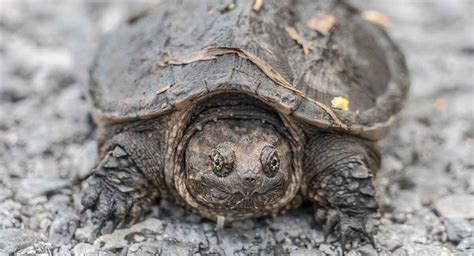 baby snapping turtle wild creature  perfect pet