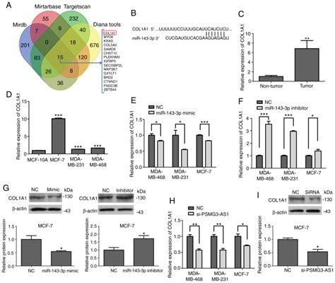 novel lncrna psmg3‑as1 functions as a mir‑143‑3p sponge to increase the