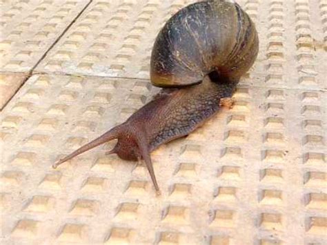 snail walk youtube