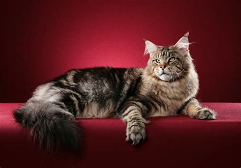 fonds d ecran chat domestique maine coon duveteux queue animaux télécharger photo