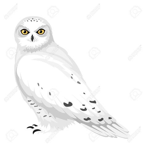 snowy owl google search owl illustration owl vector illustration owl