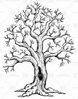 Tree Oak Drawing Drawings Roots Getdrawings sketch template