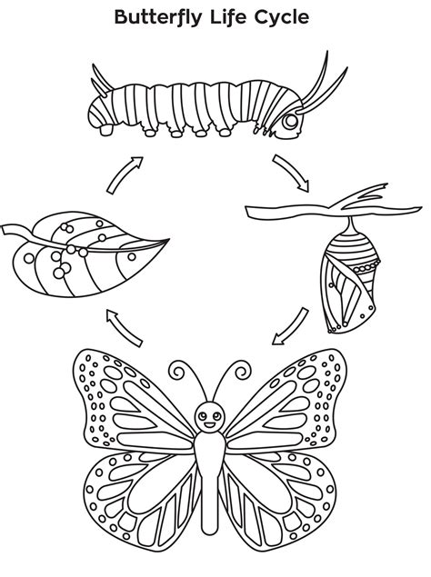 coloring pages butterfly life cycle coloring home