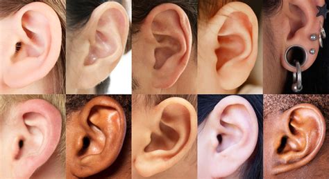 ears shaped     wakemed voices blog