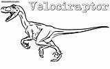 Velociraptor Coloring Pages Colorings Print Coloringway sketch template