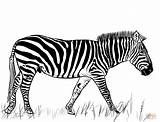 Zebra Coloring Pages Printable Drawing Categories sketch template